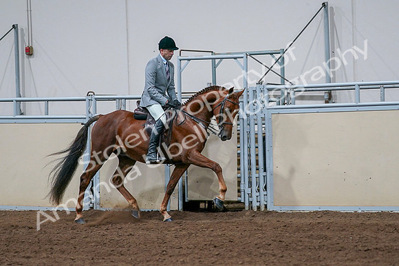 2020 - AB Morgan Horse - Fri, Sept 04 - 01786