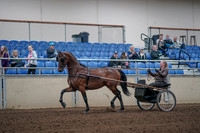 2019 Morgan Horse Show - Aug 31, 2019 - 10268