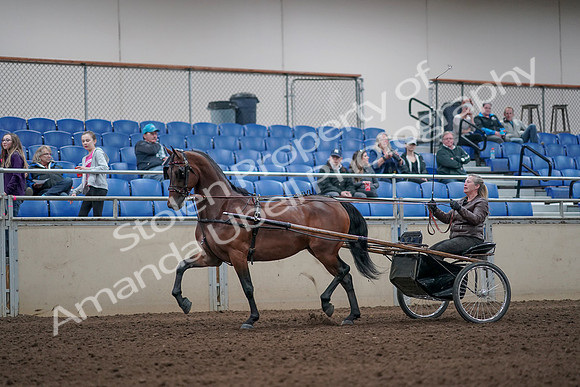 2019 Morgan Horse Show - Aug 31, 2019 - 10268