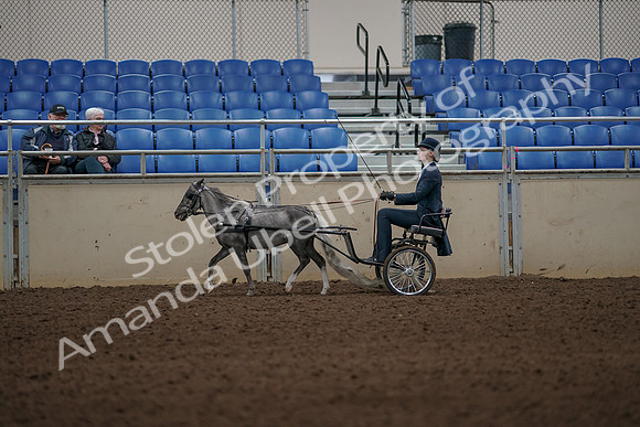 2019 Morgan Horse Show - Aug 31, 2019 - 04377