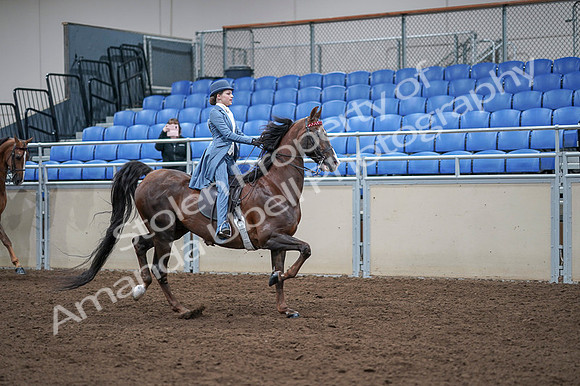 2020 - AB Morgan Horse - Fri, Sept 04 - 05061