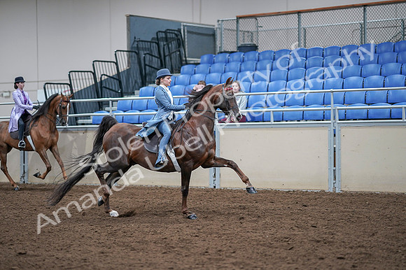2020 - AB Morgan Horse - Fri, Sept 04 - 05056