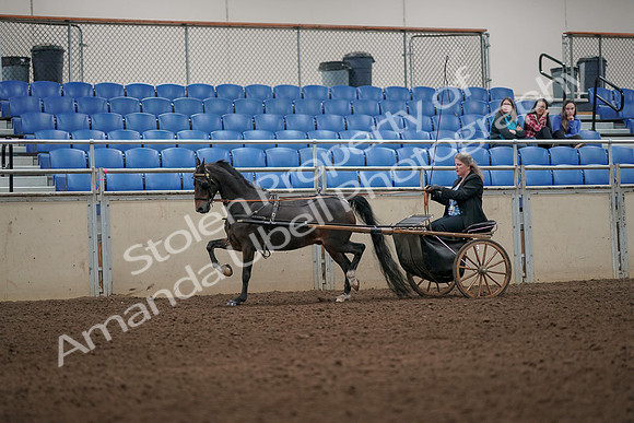 2019 Morgan Horse Show - Aug 31, 2019 - 04300