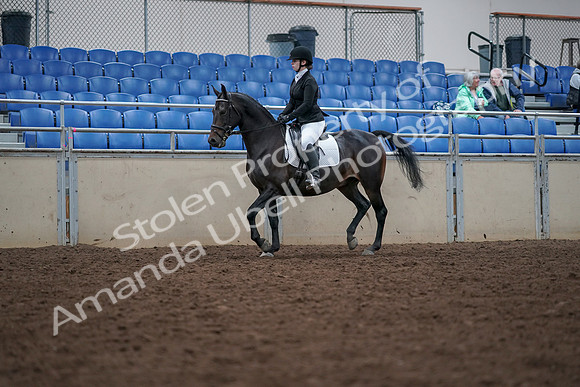 2019 Morgan Horse Show - Aug 30, 2019 - 18293