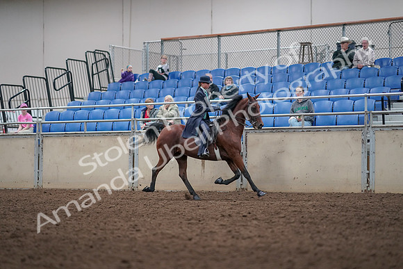 2019 Morgan Horse Show - Aug 31, 2019 - 09526