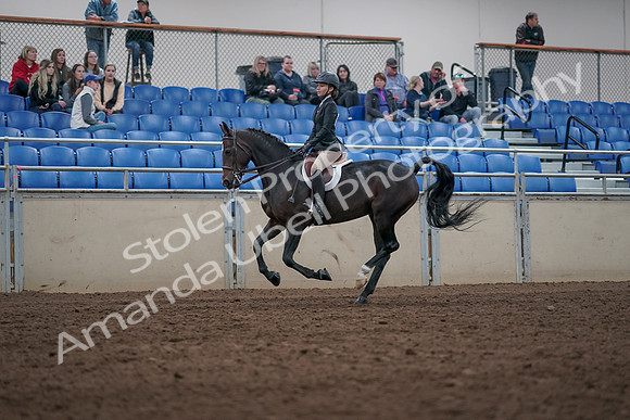 2019 Morgan Horse Show - Aug 31, 2019 - 20606