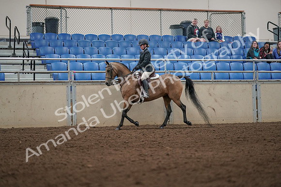 2019 Morgan Horse Show - Aug 31, 2019 - 04979