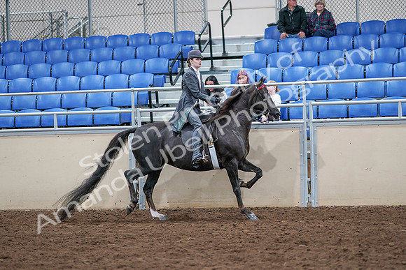 2020 - AB Morgan Horse - Sat, Sept 05 - 13922