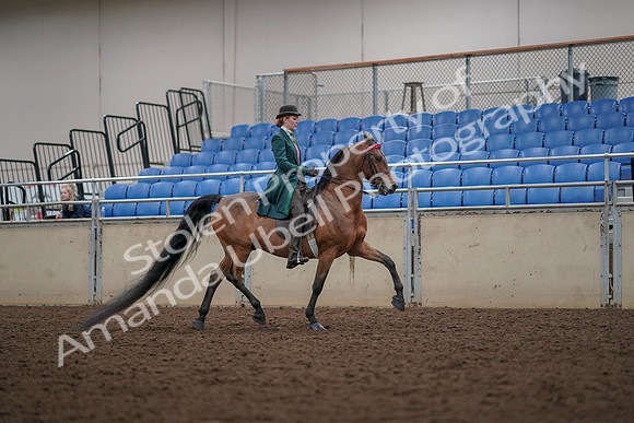 2019 Morgan Horse Show - Aug 30, 2019 - 28055