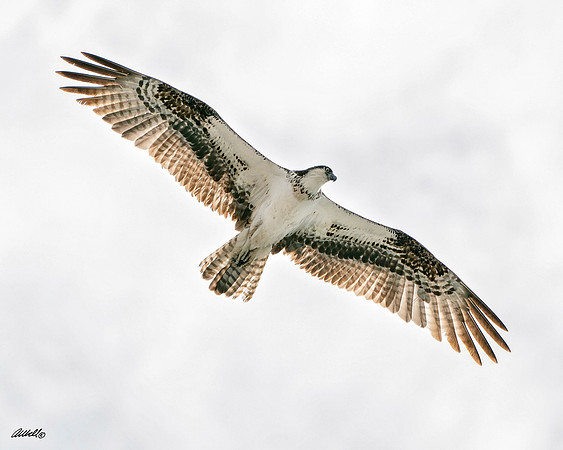 Los Cabo Dec 2018 - 2504