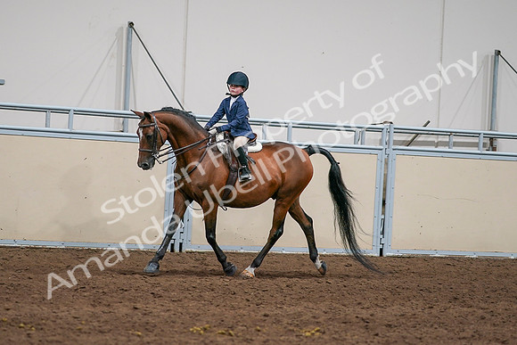 2020 - AB Morgan Horse - Sun, Sept 06 - 08166