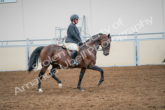 2020 - AB Morgan Horse - Sat, Sept 05 - 14557