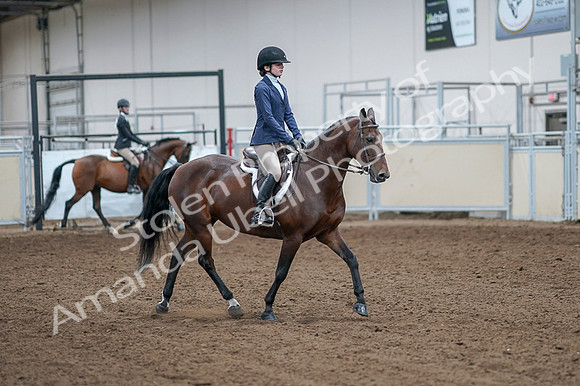 2020 - AB Morgan Horse - Fri, Sept 04 - 05968