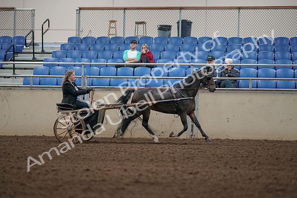 2019 Morgan Horse Show - Aug 31, 2019 - 04472