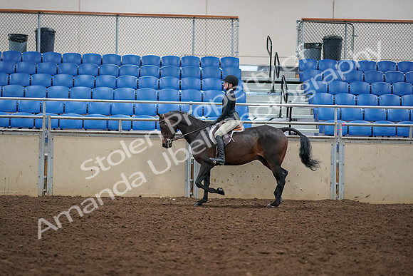 2019 Morgan Horse Show - Aug 30, 2019 - 12147