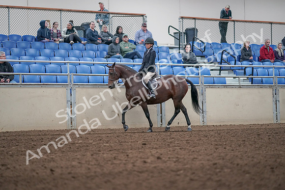 2019 Morgan Horse Show - Aug 31, 2019 - 19521