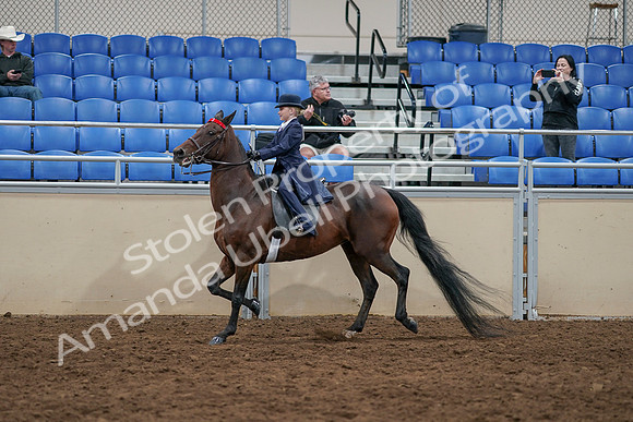 2020 - AB Morgan Horse - Sun, Sept 06 - 07696