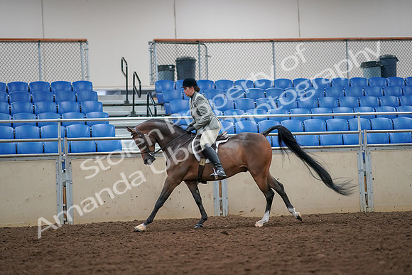 2019 Morgan Horse Show - Aug 30, 2019 - 17471