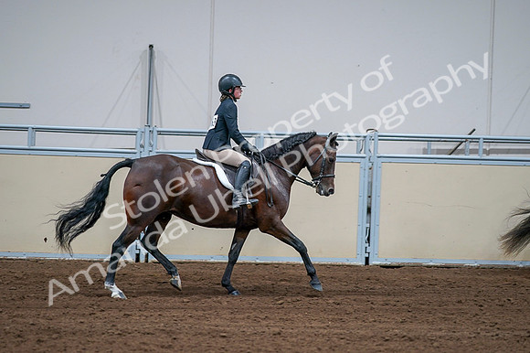 2020 - AB Morgan Horse - Fri, Sept 04 - 01816