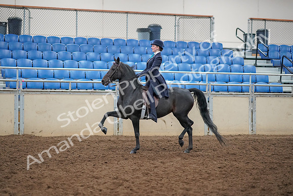 2019 Morgan Horse Show - Aug 30, 2019 - 12169