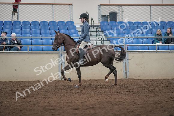 2019 Morgan Horse Show - Aug 31, 2019 - 07295