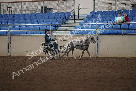 2019 Morgan Horse Show - Aug 31, 2019 - 04514