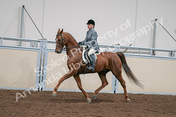 2020 - AB Morgan Horse - Sat, Sept 05 - 03035