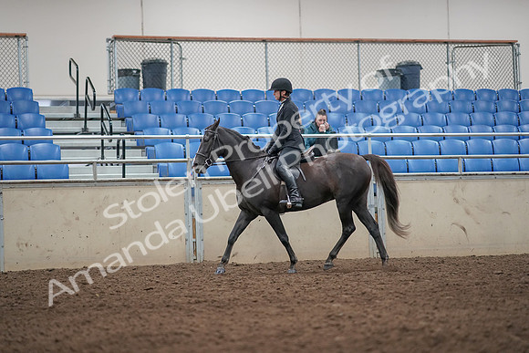 2019 Morgan Horse Show - Aug 31, 2019 - 07180