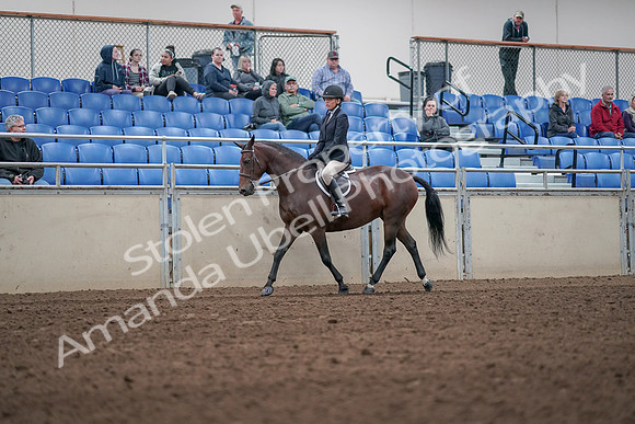 2019 Morgan Horse Show - Aug 31, 2019 - 19522