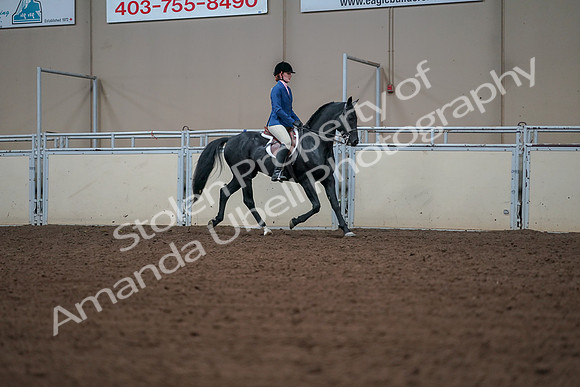 2019 Morgan Horse Show - Aug 30, 2019 - 18556