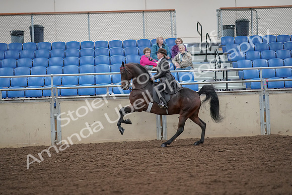 2019 Morgan Horse Show - Aug 30, 2019 - 28029