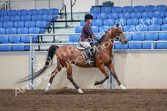 2020 - AB Morgan Horse - Sat, Sept 05 - 03226