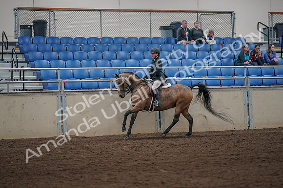 2019 Morgan Horse Show - Aug 31, 2019 - 05017