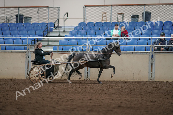 2019 Morgan Horse Show - Aug 31, 2019 - 04465