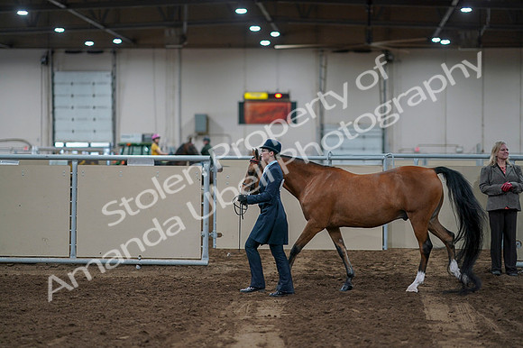2020 - AB Morgan Horse - Fri, Sept 04 - 00939