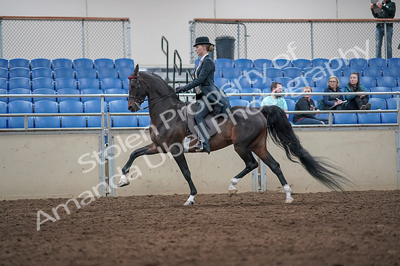 2019 Morgan Horse Show - Aug 31, 2019 - 08737