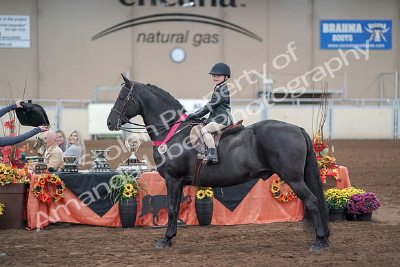 2019 Morgan Horse Show - Aug 31, 2019 - 19777