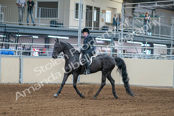 2020 - AB Morgan Horse - Fri, Sept 04 - 01519