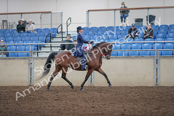 2019 Morgan Horse Show - Aug 31, 2019 - 09576