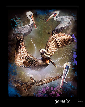 Pelican Collage
