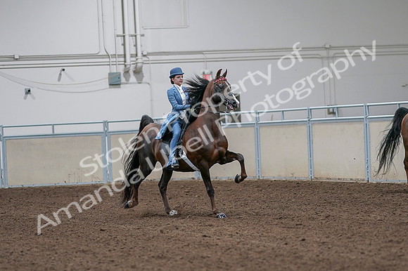 2020 - AB Morgan Horse - Fri, Sept 04 - 05035