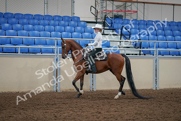 2020 - AB Morgan Horse - Fri, Sept 04 - 03484