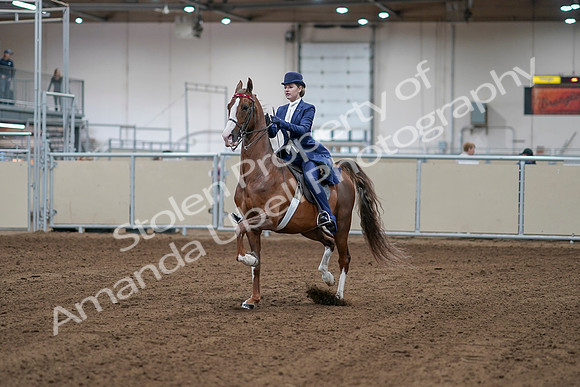 2020 - AB Morgan Horse - Sat, Sept 05 - 06057