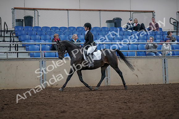 2019 Morgan Horse Show - Aug 31, 2019 - 16537