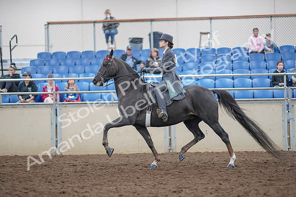 2019 Morgan Horse Show - Aug 31, 2019 - 09388