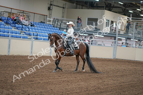 2020 - AB Morgan Horse - Fri, Sept 04 - 08249