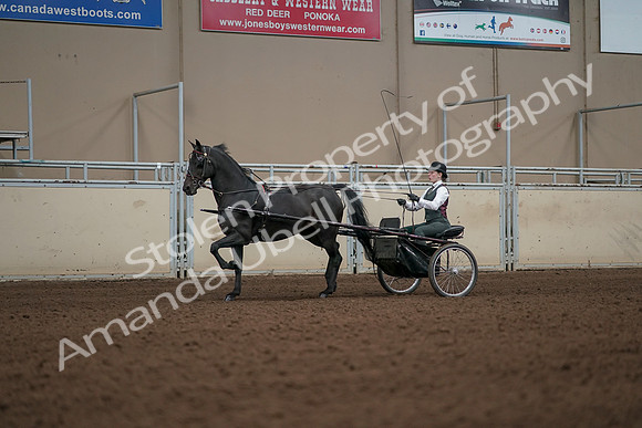 2019 Morgan Horse Show - Aug 31, 2019 - 04643