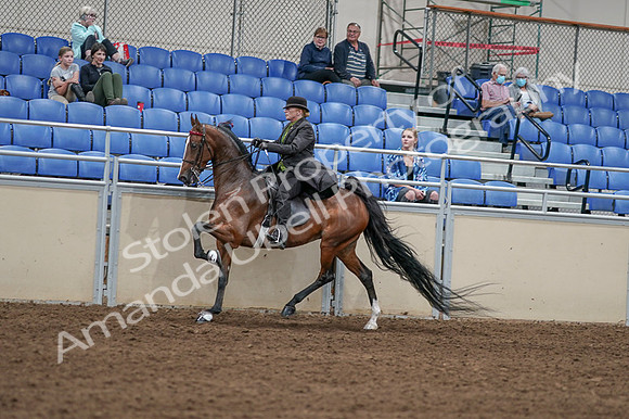 2020 - AB Morgan Horse - Fri, Sept 04 - 09758