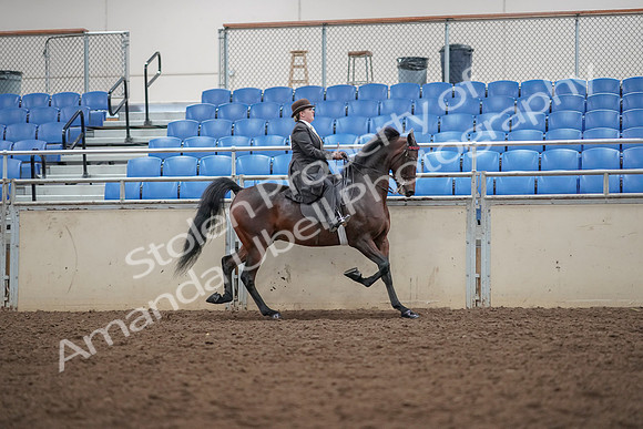 2019 Morgan Horse Show - Aug 30, 2019 - 28225
