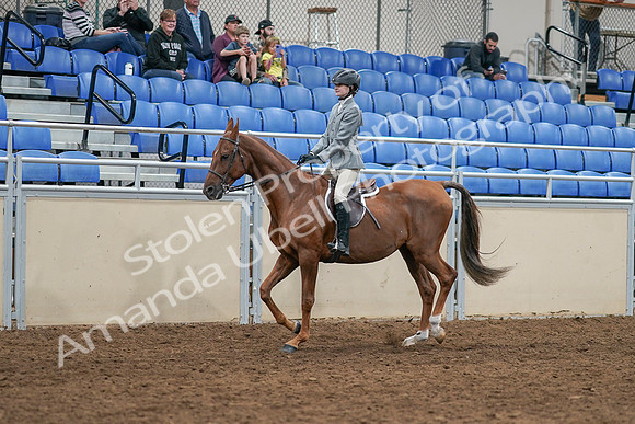 2020 - AB Morgan Horse - Sat, Sept 05 - 02603